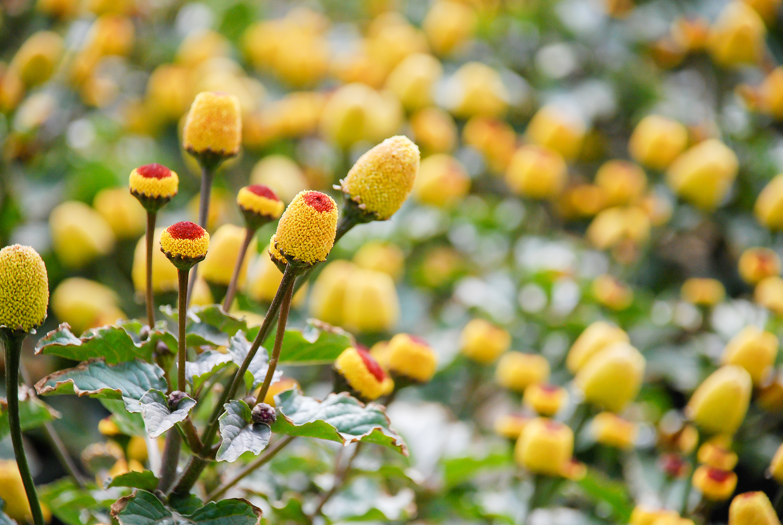 Mafane Flower